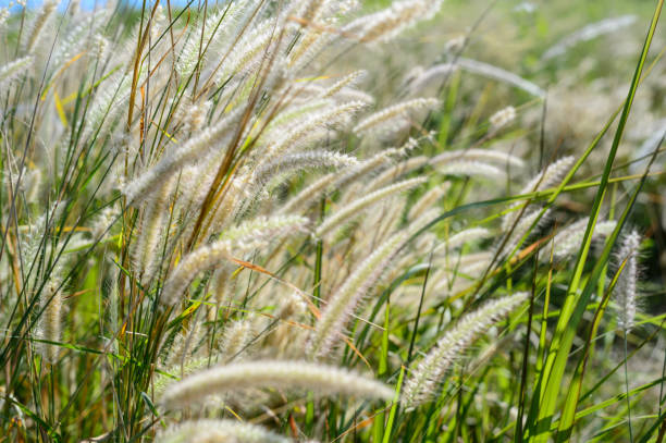 Grass field in the wind stock photo