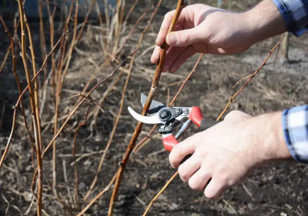 Farmer hand cutting red raspberry bush with bypass secateurs.