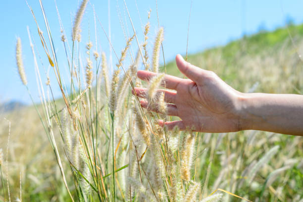 istock Hand gentlely touches the grass field 658586922