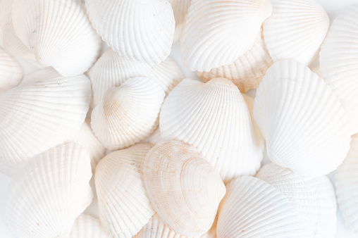 White background of shells closeup