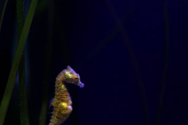 istock Seahorse in Deep Ocean with Black Background 658587782
