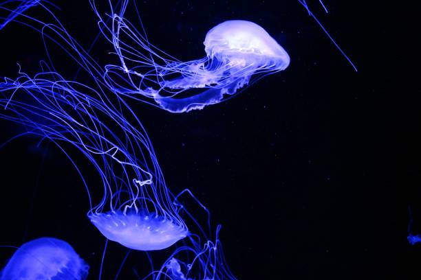 istock Fluorescent Blue Jelly Fish on Black 658587960