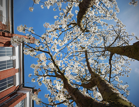 White cherry blossom flowering in a London suburban residential street
