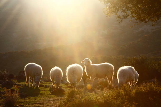 Flock of sheep at sunset