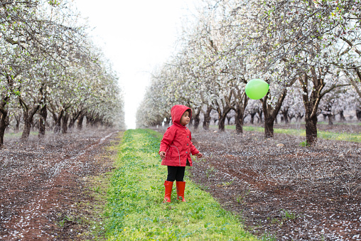 3 years old little girl, wearing red coat and red wellies. Child playing outdoors with green balloon, standing on almond blossom path.
