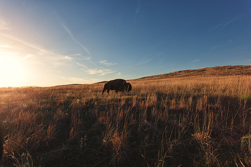 Bison roaming through a field as the sun sets.