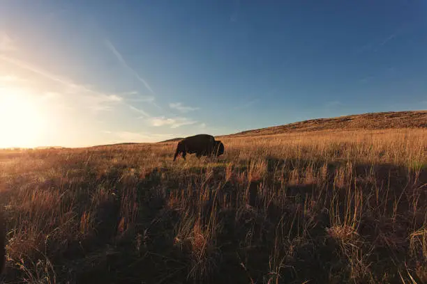 Bison roaming through a field as the sun sets.