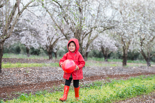 Carefree little girl with red balloon walking on green grass pathway in front of the blossoming almond trees.