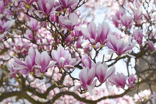 A closeup shot of a magnolia bud on a tree branch