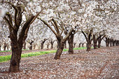Blossom almond trees field.