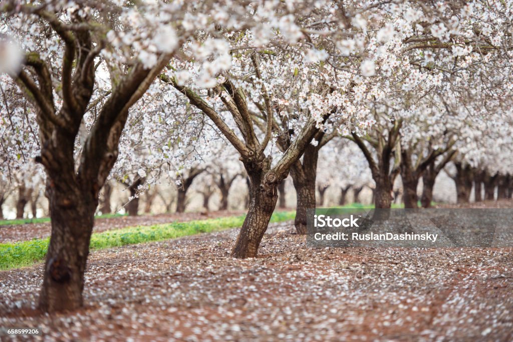 Blossom almond trees field. Almond field during almond tree blossom at spring. Almond Tree Stock Photo