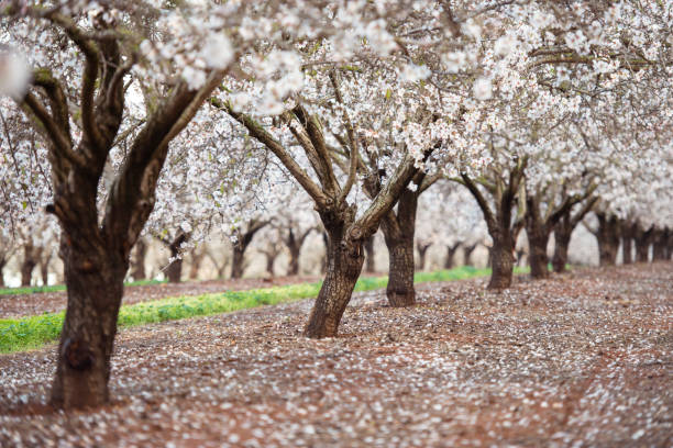 Blossom almond trees field. Almond field during almond tree blossom at spring. almond tree photos stock pictures, royalty-free photos & images