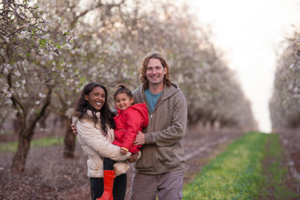 Happy family on almond field in springtime. Portrait of happy mixed race one child family standing on blossoming almond trees field. almond tree photos stock pictures, royalty-free photos & images