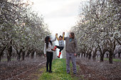 Parents playing with baby daughter on almond trees field in springtime.