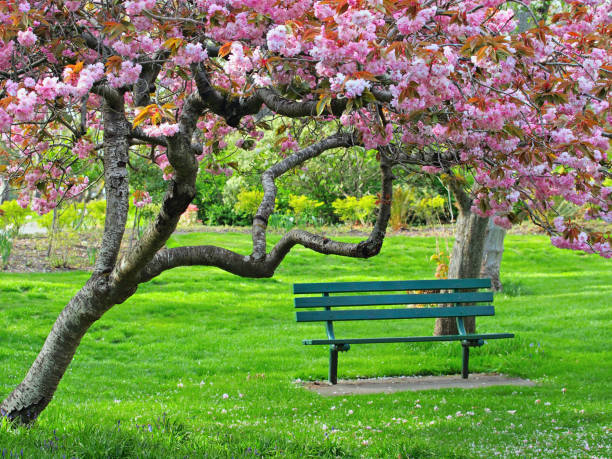 istock Bench in the park under the cherry bloom, public park 658599974
