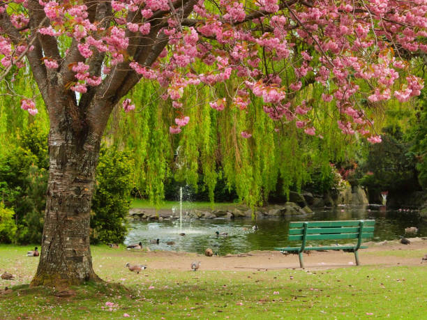 istock Bench at the pond shore under the cherry bloom, public park 658600190