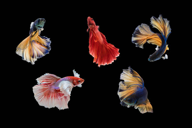 istock Beautiful movements of the Siamese fighting fish. 658600276