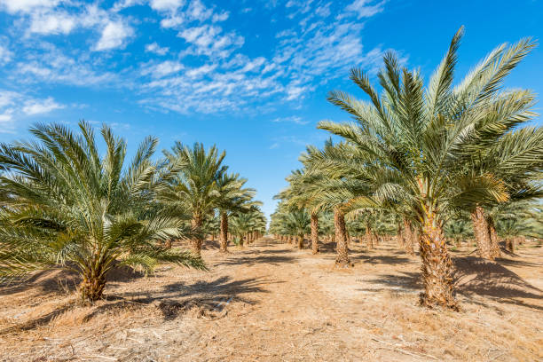 istock Plantation of date palms 658603394