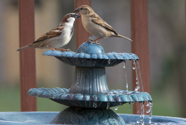 istock Meeting at the fountain 658603406