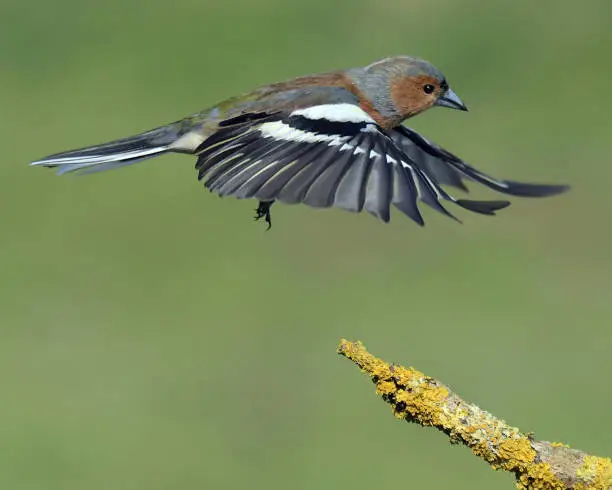 Male Chaffinch in flight
