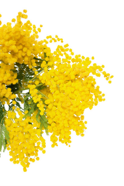 istock Mimosa flower blossom isolated on white background 658612898