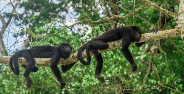 istock monkeys sitting on a tree in the rainforest by Tikal - Guatemala 658613916