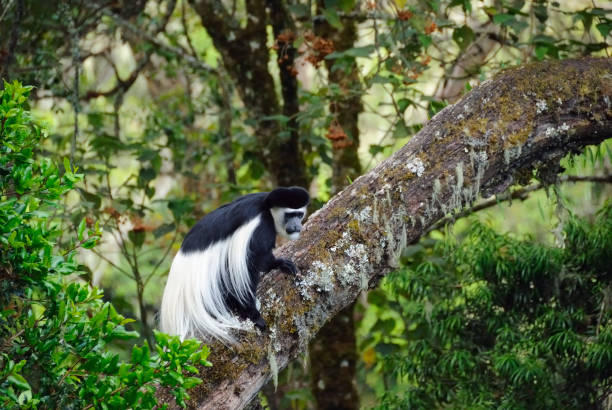 singe colobus noir et blanc - leaf monkey photos et images de collection