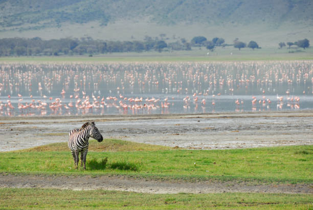 istock Ngorongoro conservation area 658617386