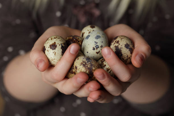 concepto de seguridad y protección, huevos orgánicos en las manos - huevo de codorniz fotografías e imágenes de stock