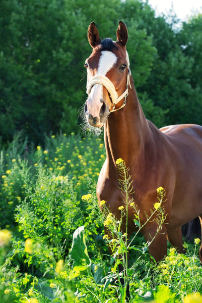 istock bay  sportive  horse posingin bloosom pasture. 658617616