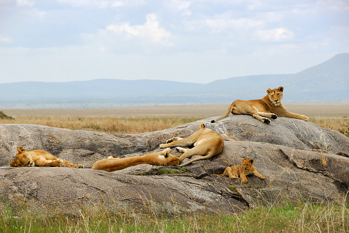 Group of lioness with lion cub resting on the stone dyke in Serengeti national park. Tanzania, Africa