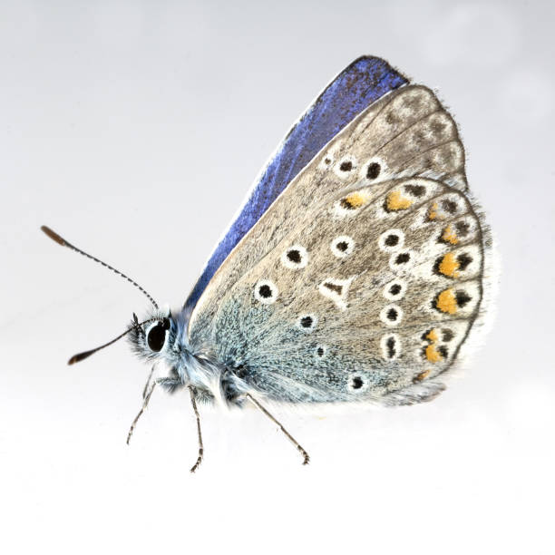 plebejus-blaeuling; plebeio; argyrognomon; - nymphalid foto e immagini stock