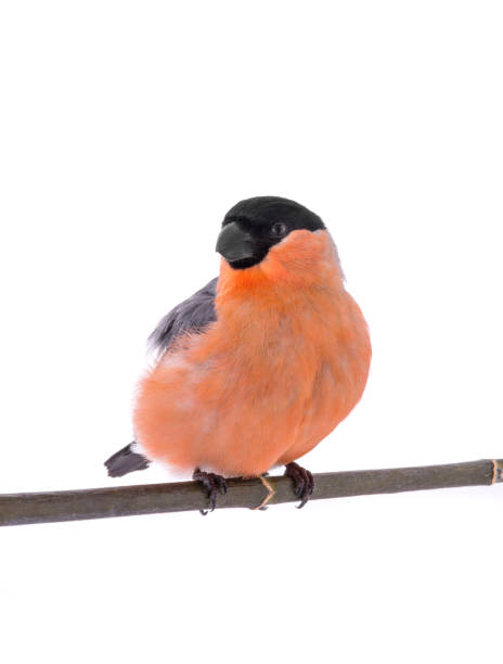 istock male bullfinch 658618586
