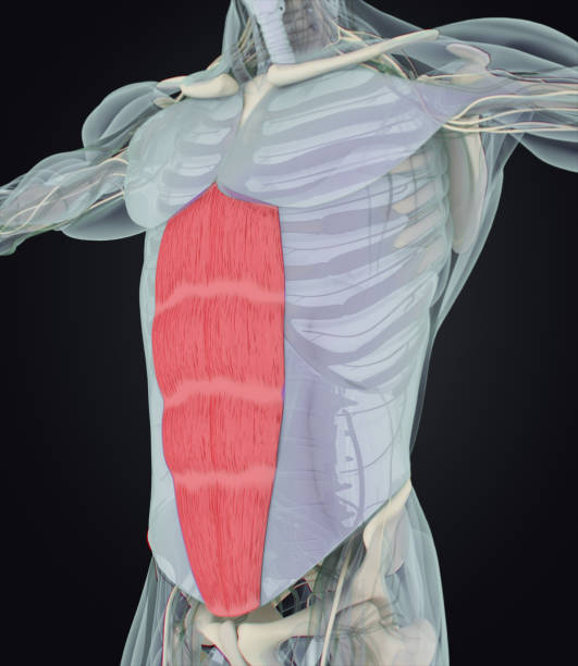 istock Rectus Abdominus, stomach muscles, human anatomy. 3d illustration. 658621554