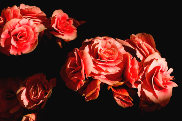 istock Close-up of begonia flowers 658621820