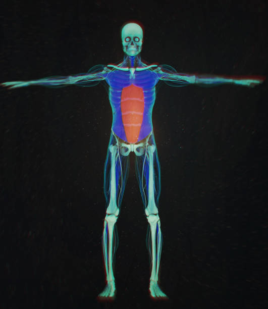istock Rectus Abdominus, stomach muscles, human anatomy. 3d illustration. 658621844