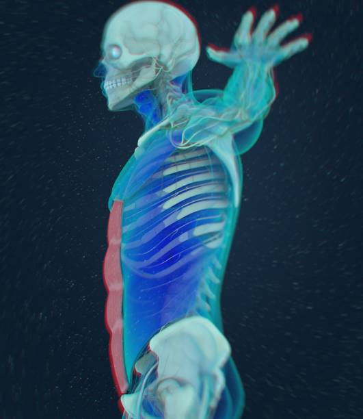 istock Rectus Abdominus, stomach muscles, human anatomy. 3d illustration. 658621900