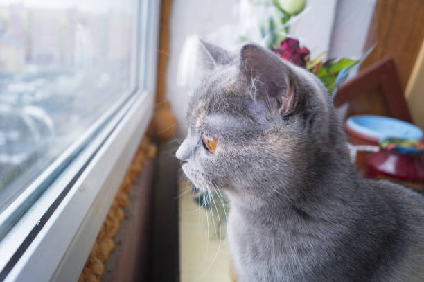 istock Beautiful grey cat sitting on windowsill and looking out of a window 658621950