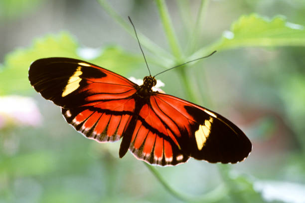 istock Postman Passion Falter; Heliconius melpomene 658621986