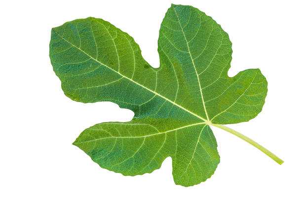belle feuille de vigne - fig leaf photos et images de collection
