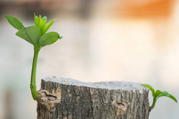 Green plant growing on dead tree trunk