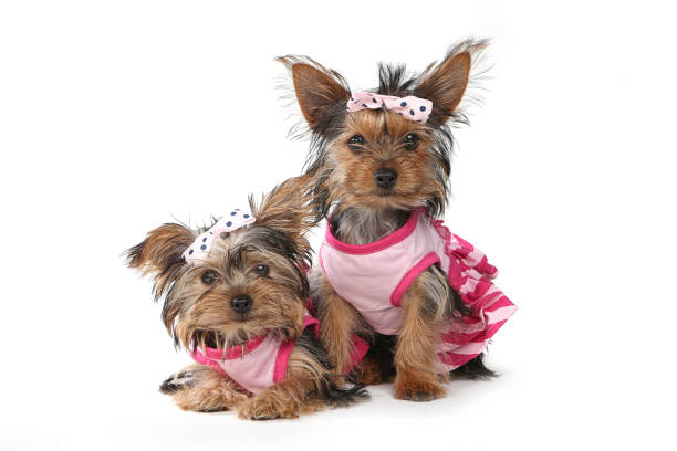 istock Yorkshire Terrier Puppies Dressed up in Pink 658625182