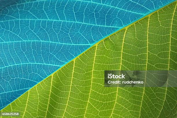 Blue And Green Leaf Background Stock Photo - Download Image Now - Abstract, Autumn, Autumn Leaf Color