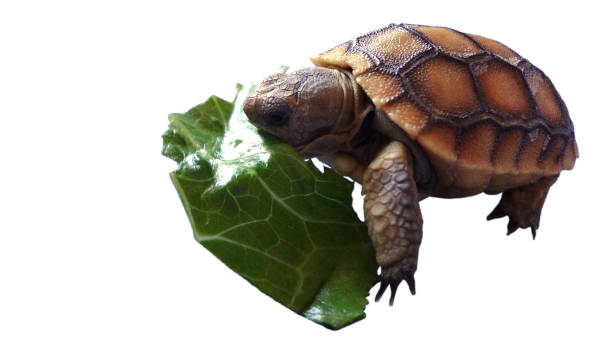 istock Isolated baby tortoise eating leaf 658629150