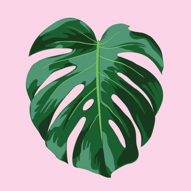 monstera 열 대 잎 그림 - cheese plant stock illustrations