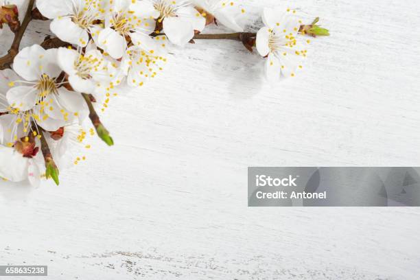 Old Wooden Shabby Background With Branches Of Blossoming Apricot Stock Photo - Download Image Now