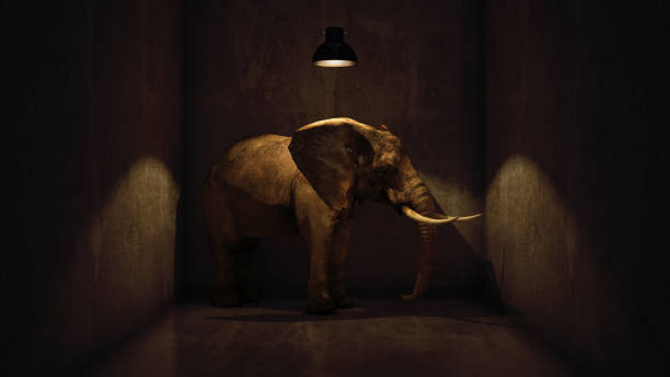 istock elephant in the room near wall. Creative concept 658635500
