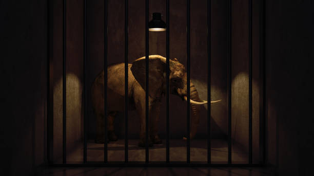 istock elephant in the room near wall. Creative concept 658635540