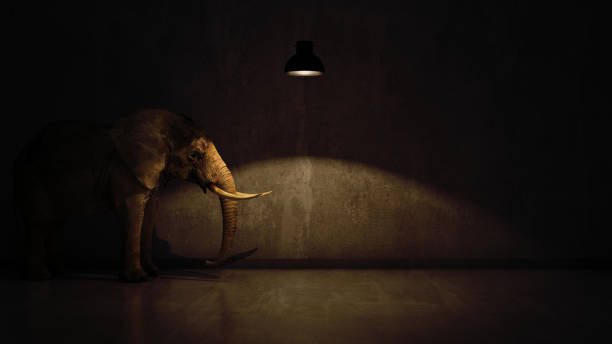 istock elephant in the room near wall. Creative concept 658635590