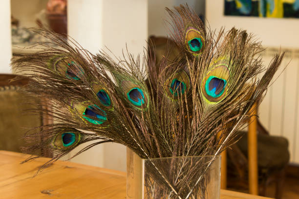 istock Peacock Feathers in the Living Room. 658636182